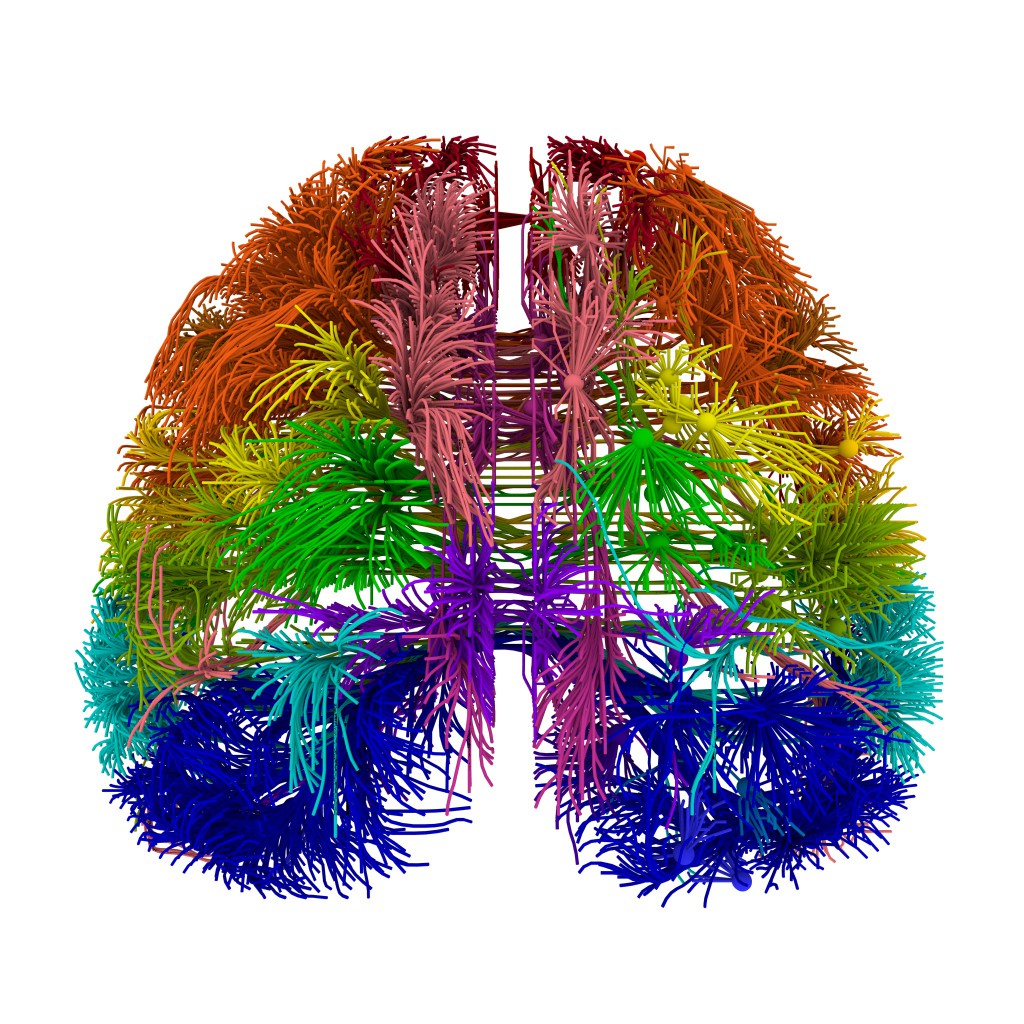 The wiring diagram of a mouse brain