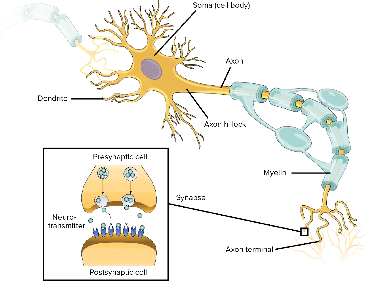 A biological neuron